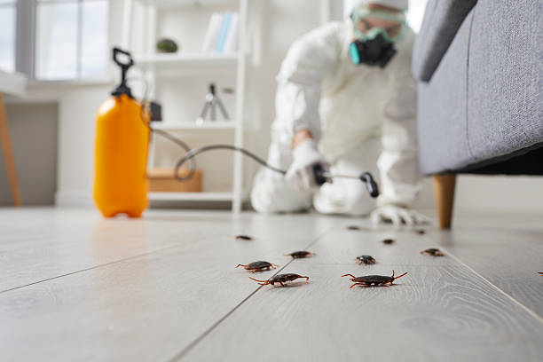 Commercial Rodent Management in Indian Springs
